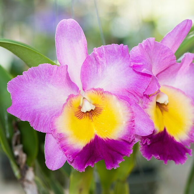 Cattleya Orchid Flower Seeds for Planting – Heirloom, Non-GMO, High Germination, Fragrant Blooms
