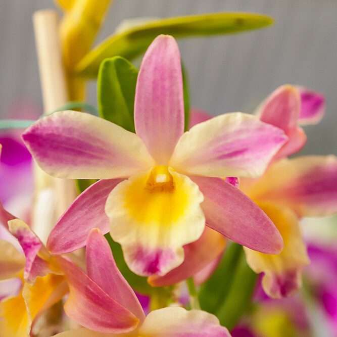 Pink Yellow Phalaenopsis Orchid Flower Seeds for Planting – Heirloom, Non-GMO, High Germination