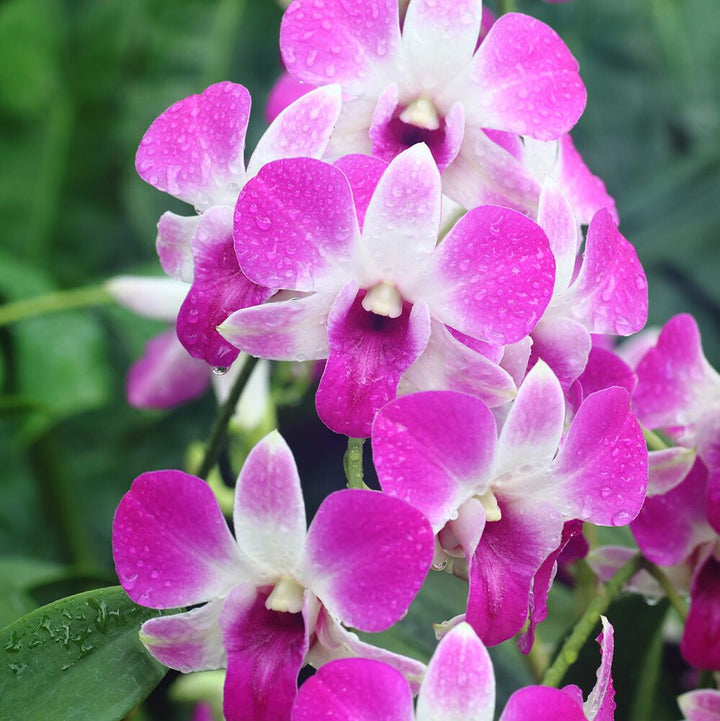 Dendrobium Flower Seeds for Planting – Heirloom, Non-GMO, High Germination Organic Garden Seeds
