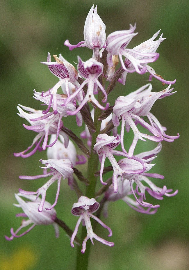 Nema Italian Orchis Monkey Flower Seeds-Lavender for Planting – Heirloom, Non-GMO, Garden Favorite, High Germination