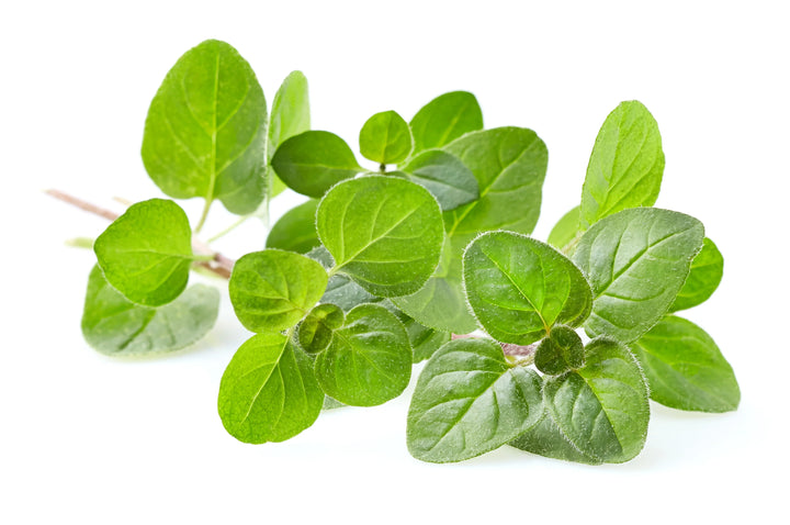 Oregano Herb Seeds for Planting – Heirloom, Non-GMO, Organic Garden Seeds with High Germination for Culinary Use