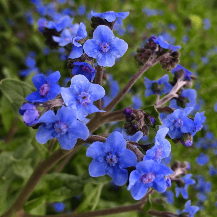 Blue Hanging Nasturtium Flower Seeds for Planting – Heirloom, Non-GMO, High Germination Organic Garden Seeds