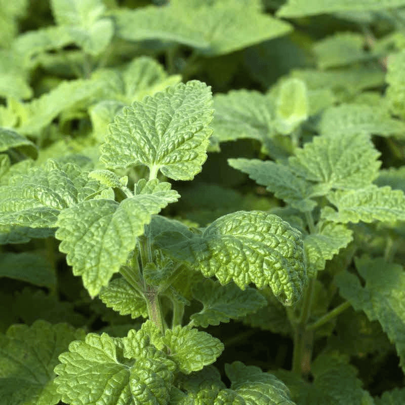 Green Catnip Herb Seeds for Planting – Heirloom, Non-GMO, Organic Garden Seeds with High Germination