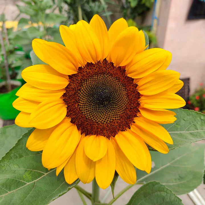 Sunflower Bonsai Flower seeds for Planting - Compact Growth, Heirloom & GMO Free Seeds for Home Garden, Non-GMO