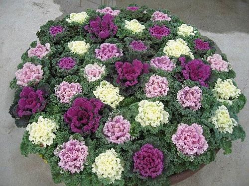 Mixed Color Brassica Oleracea Flower Seeds for Planting – Heirloom, Non-GMO, Drought Tolerant, High Germination