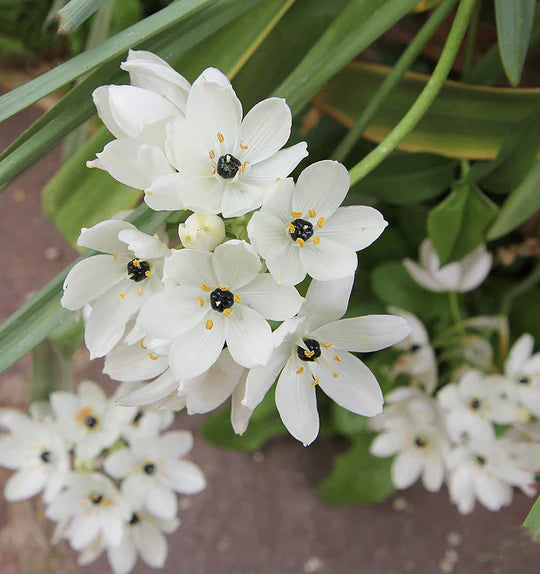 Star Bethlehem Flower Seeds for Planting – Heirloom, Non-GMO, High Germination Garden Seeds