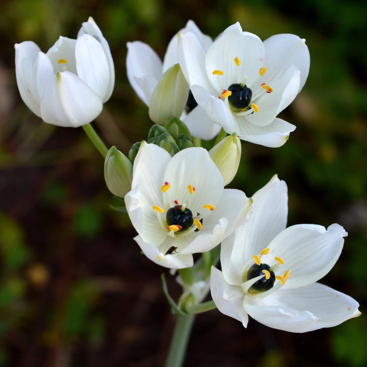 Flower Seeds, Seeds,Seeds For Planting,Plant Seeds