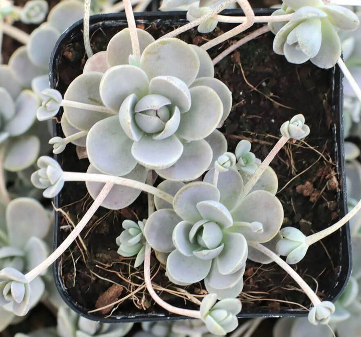 Orostachys Flower Seeds for Planting – Heirloom Non-GMO Seeds, High Germination