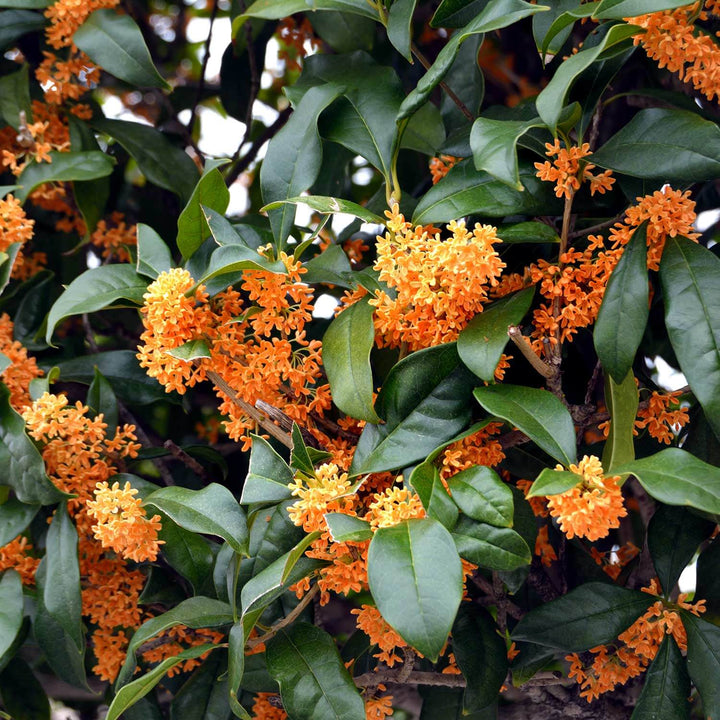 Osmanthus Fragrans Flower Seeds for Planting | Heirloom Non-GMO Organic Garden Seeds