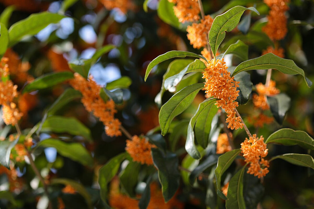 Orange Osmanthus Flower Seeds for Planting – Heirloom, Non-GMO, Low Maintenance, High Germination
