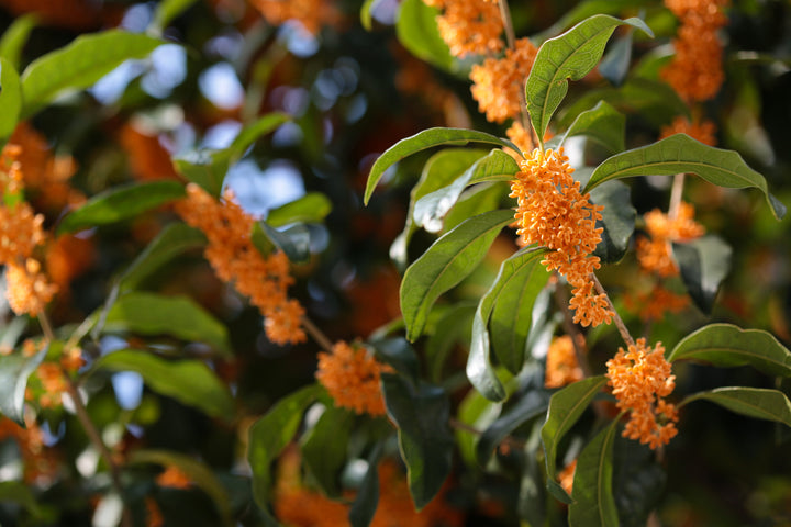 Osmanthus Fragrans Flower Seeds for Planting | Heirloom Non-GMO Organic Garden Seeds