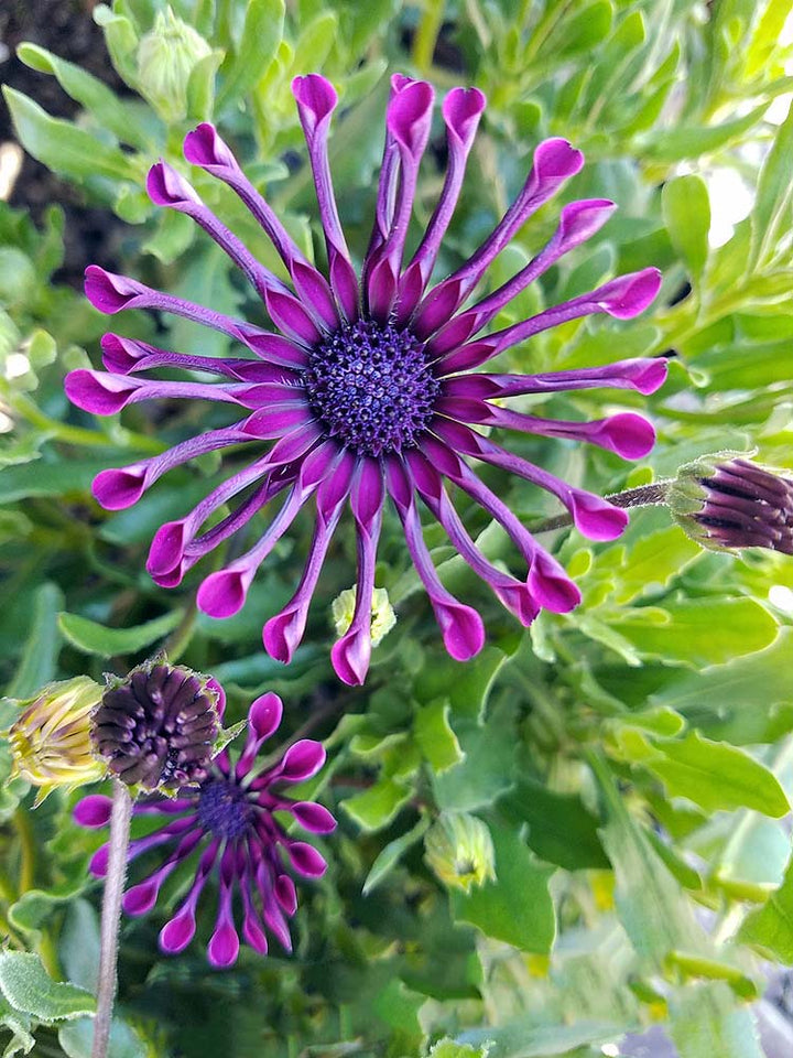 Violet Osteospermum Flower Seeds for Planting – Premium Heirloom Non-GMO High Germination Seeds