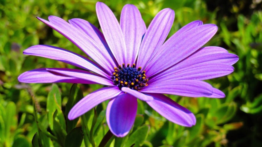 Purple Perennial Flower Seeds for Planting – Colorful Display, Heirloom &amp; Non-GMO Seeds for Home Garden