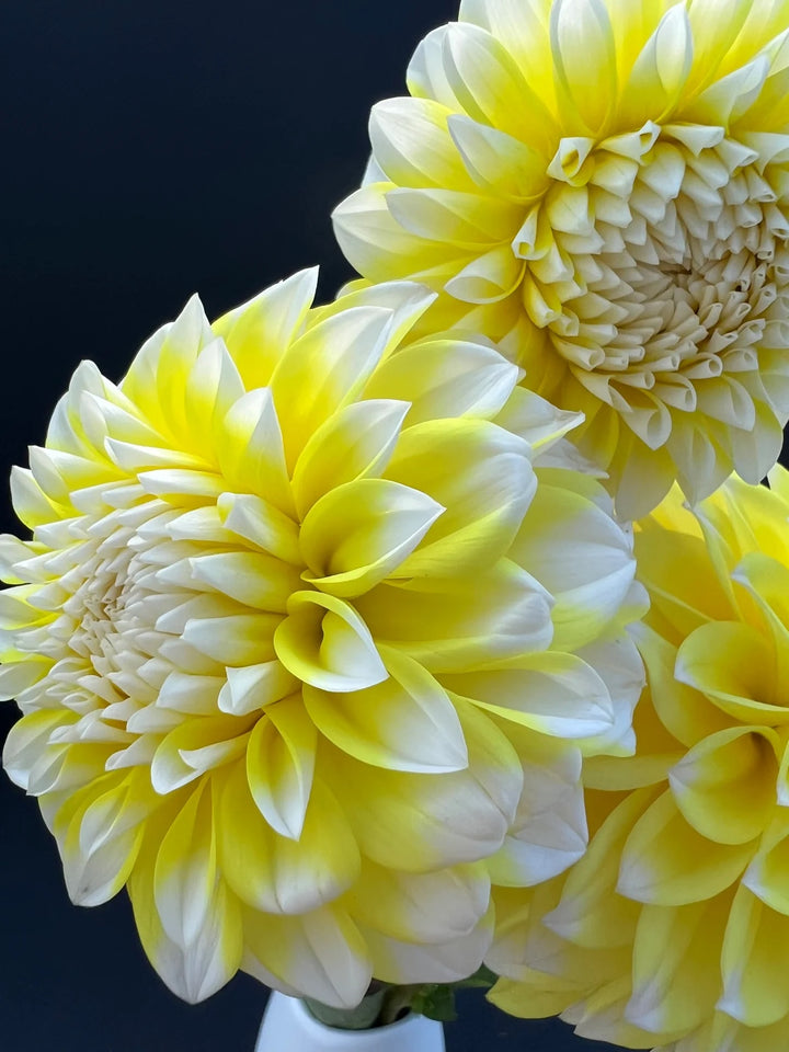 Yellow Two Color Dahlia Flower Seeds for Planting – Heirloom Non-GMO High Germination
