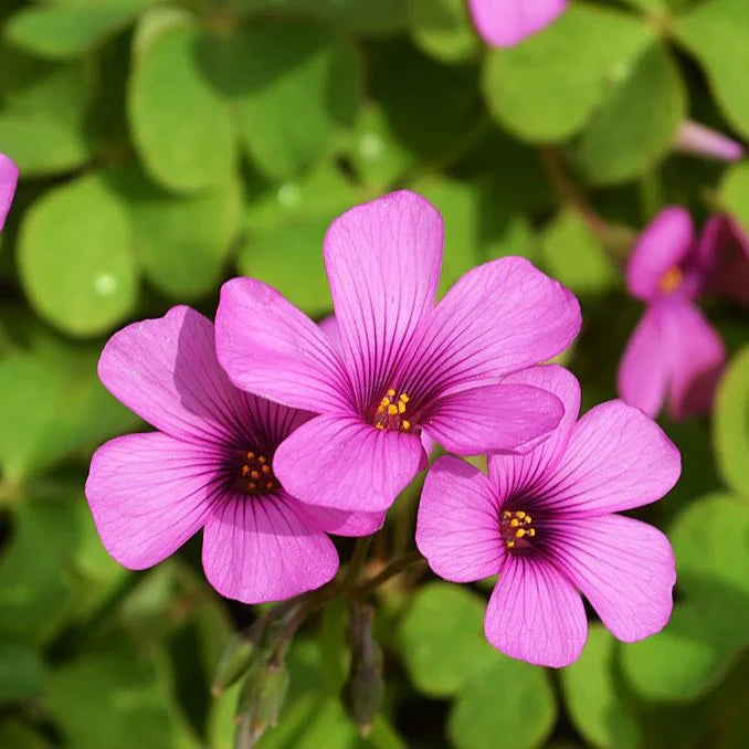 Oxalis Spring Flower Seeds for Planting – Heirloom, Non-GMO, High Germination Organic Garden Seeds