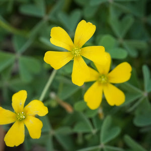 Flower Seeds, Seeds,Seeds For Planting,Plant Seeds