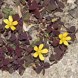 Yellow Brown Oxalis Flower Seeds for Planting – Heirloom, Non-GMO, Cut Flower Favorite, High Germination