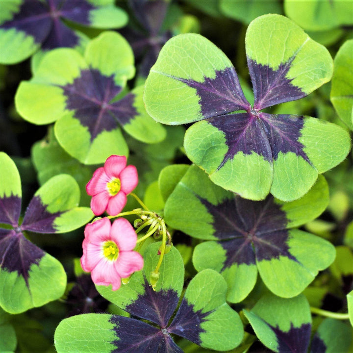 Green Purple Four Leaf Clover Flower Seeds for Planting | Heirloom Non-GMO High Germination Organic Garden Seeds