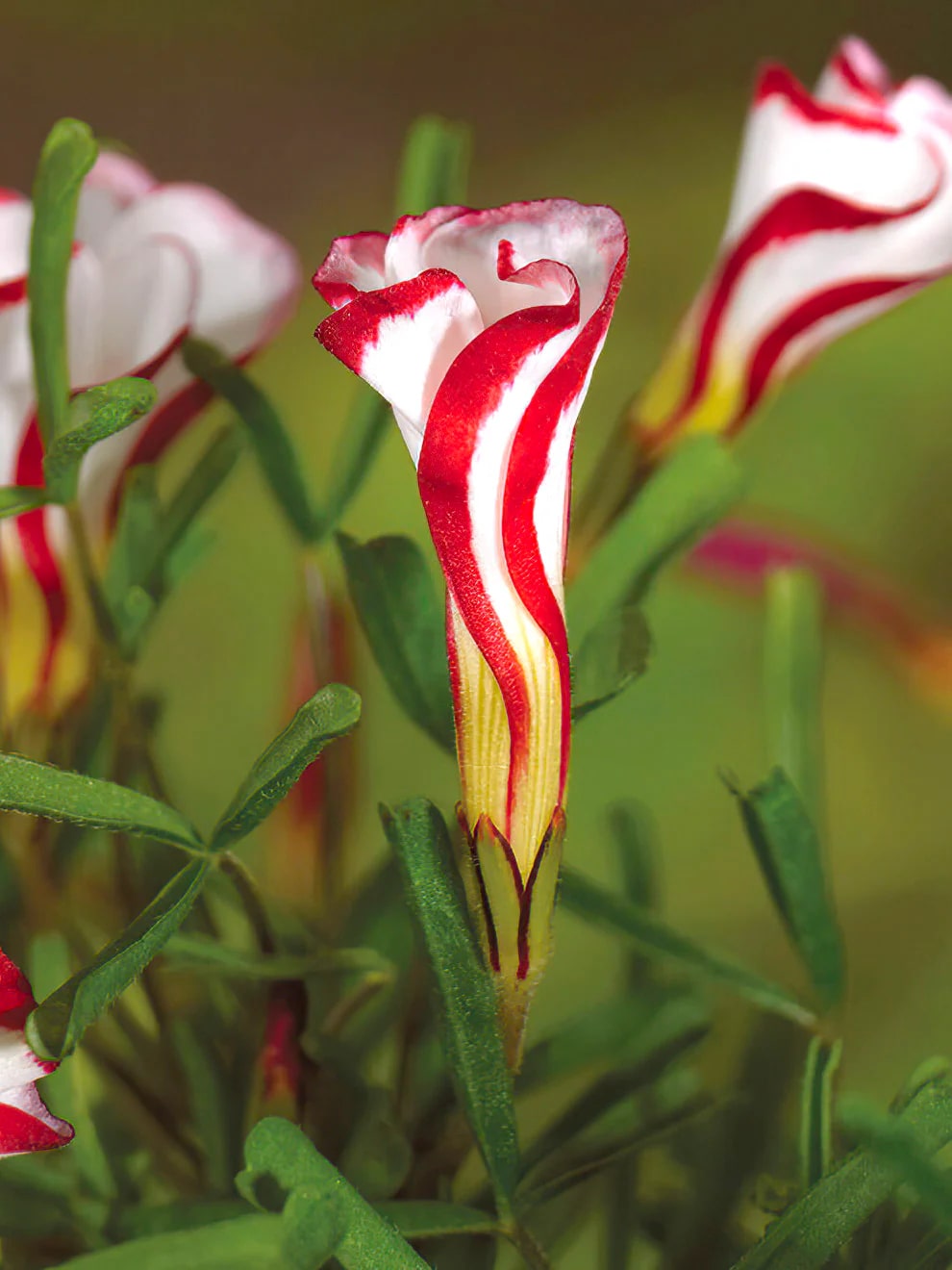 Candy Cane Sorrel Flower Seeds for Planting – Heirloom, Non-GMO, High Germination Organic Garden Seeds