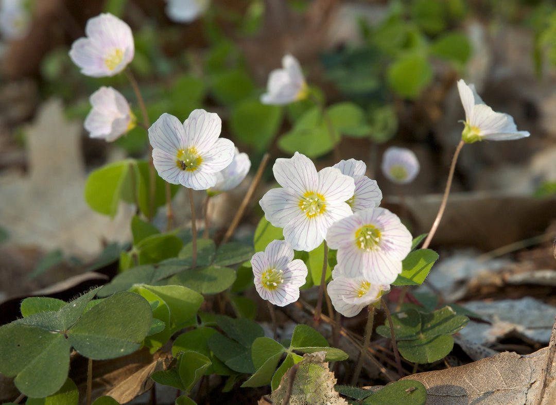 Oxalis Acetosella Flower Seeds for Planting – Heirloom Non-GMO, High Germination Organic Garden Seeds