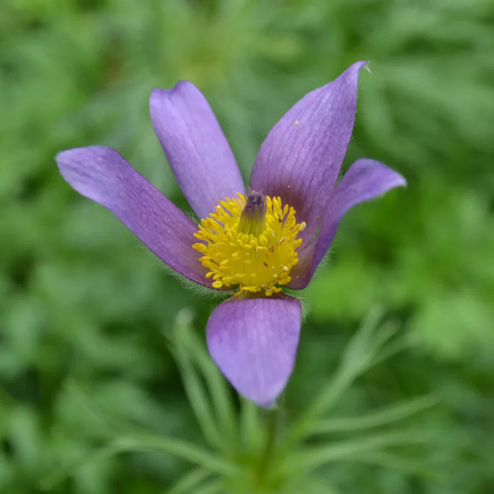 Flower Seeds, Seeds,Seeds For Planting,Plant Seeds