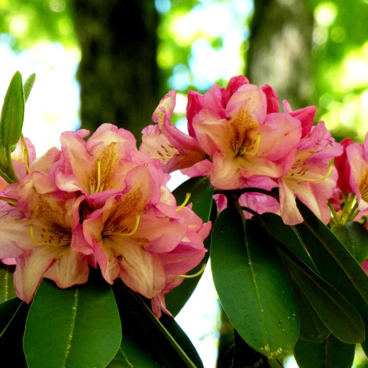 Multi-Colour Rhododendron Flower Seeds for Planting – Heirloom, Non-GMO, High Germination Garden Seeds