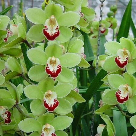 Green Phalaenopsis Flower Seeds for Planting – Heirloom Non-GMO, High Germination Organic Garden Seeds