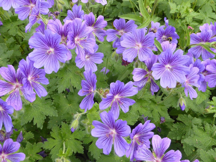 Light Violet Geranium Flower Seeds for Planting – Heirloom, Non-GMO, Easy to Grow, High Germination