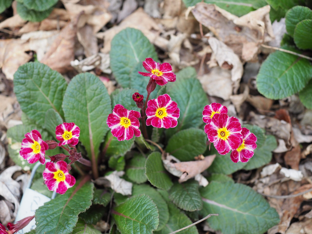 Dark Pink Primula Flower Seeds for Planting – Heirloom, Non-GMO, High Germination Organic Garden Seeds