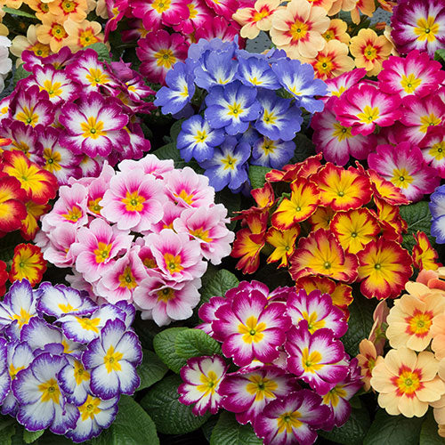 Mixed Color Primula Flower Seeds for Planting – Heirloom, Non-GMO, High Germination Organic Garden Seeds