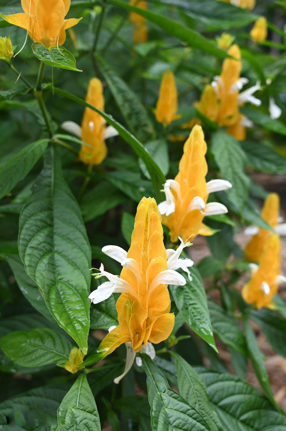 Pachystachys Lutea Flower Seeds for Planting – Heirloom Non-GMO, High Germination Organic Garden Seeds