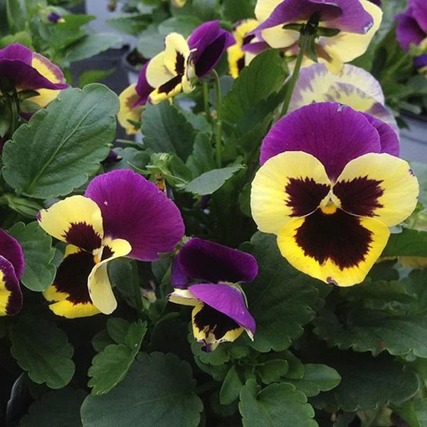 Dark Purple Yellow Pansy Flower Seeds for Planting – Heirloom, Non-GMO, Compact, High Germination