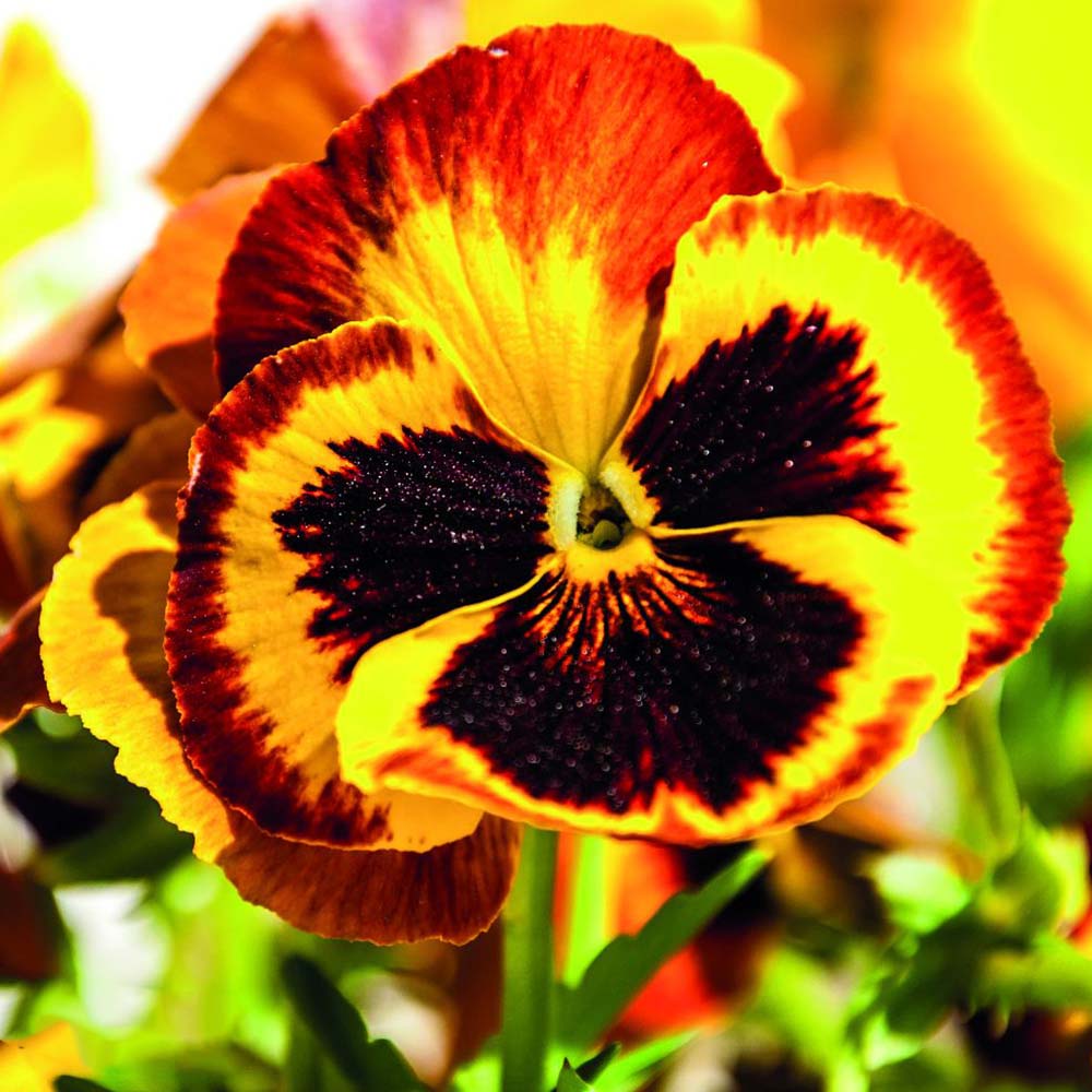 Red Mix Pansy Flower Seeds for Planting – Heirloom, Non-GMO, High Germination Garden Seeds