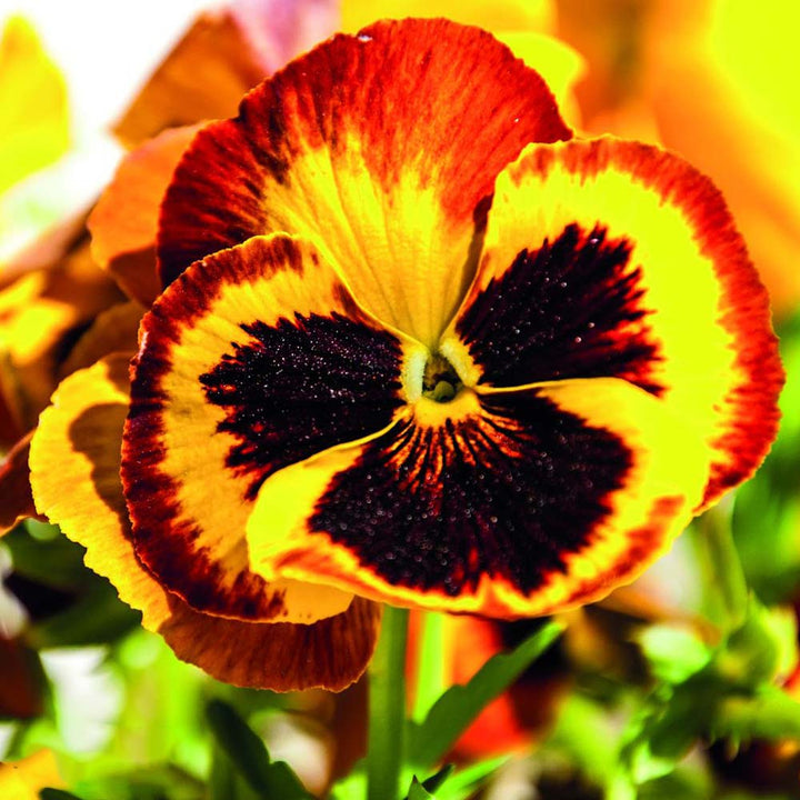 Red Mix Pansy Flower Seeds for Planting – Heirloom, Non-GMO, High Germination Garden Seeds