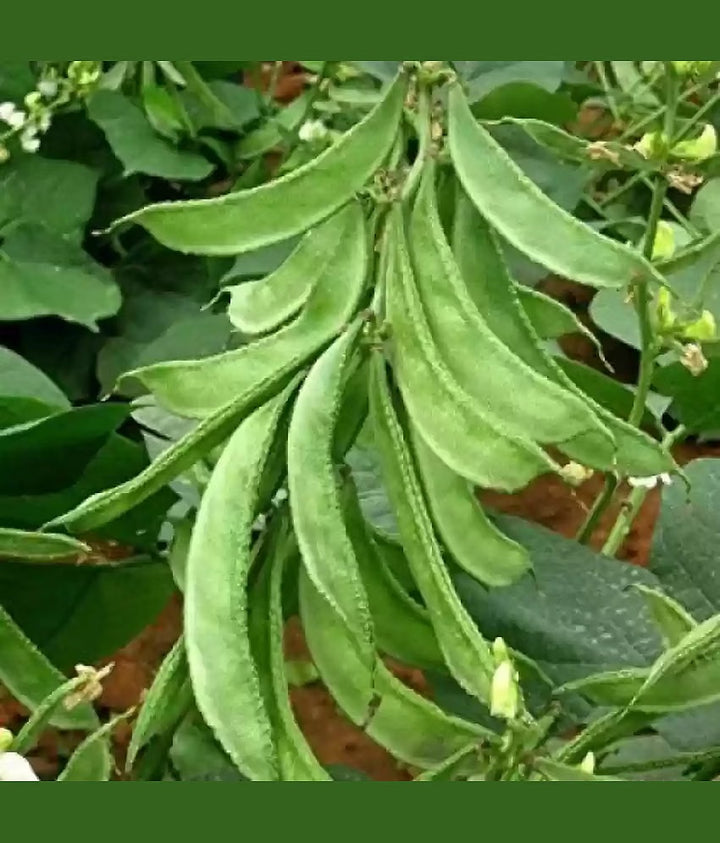 Green Pod Seeds for Planting – Heirloom Non-GMO Nutritious Vegetable Seeds with High Germination for Organic Gardens