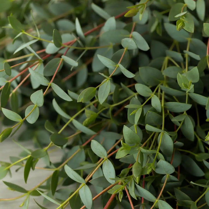 Green Eucalyptus Parvifolia Flower Seeds for Planting | Heirloom Non-GMO High Germination