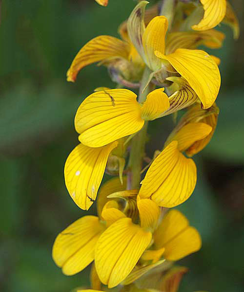 Yellow Smooth Rattlebox Flower Seeds for Planting – Heirloom, Non-GMO, High Germination Garden Seeds