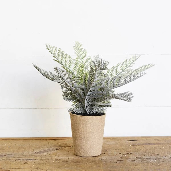 Fern Grey Seeds for Planting – Heirloom, Non-GMO, High Germination, Cottage Garden Essential