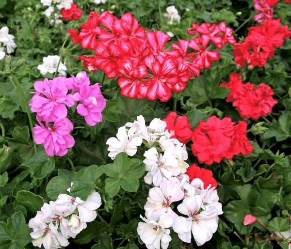 Pink Mix Pelargonium Peltatum Flower Seeds for Planting – Heirloom, Non-GMO, Shade-Tolerant Garden Seeds