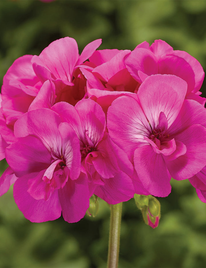 Pink Geranium Flower Seeds for Planting – Heirloom Non-GMO, High Germination Organic Garden Seeds