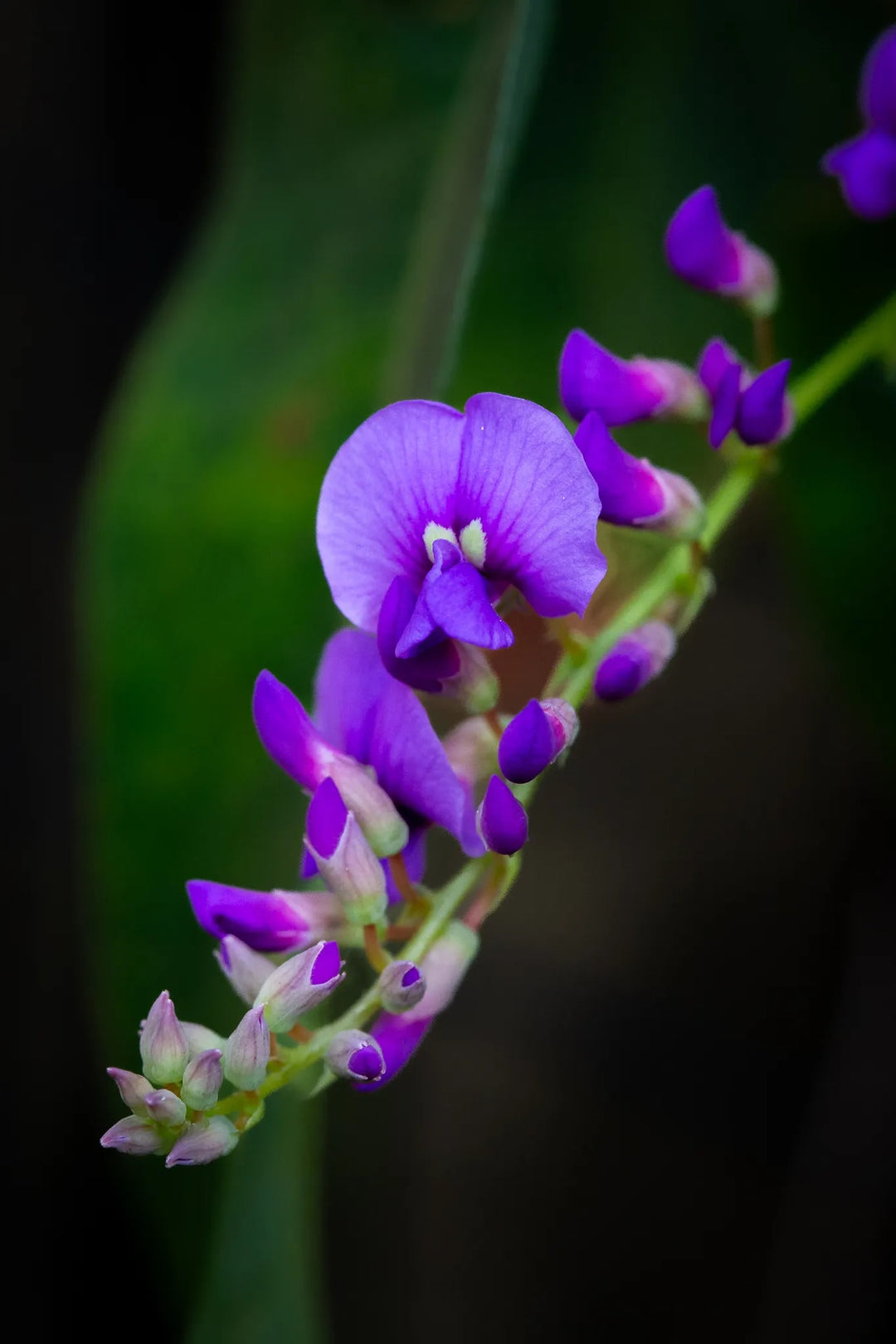 Hardenbergia Flower Seeds for Planting - Heirloom, Hardy, Non-GMO, High Germination Organic Garden Seeds