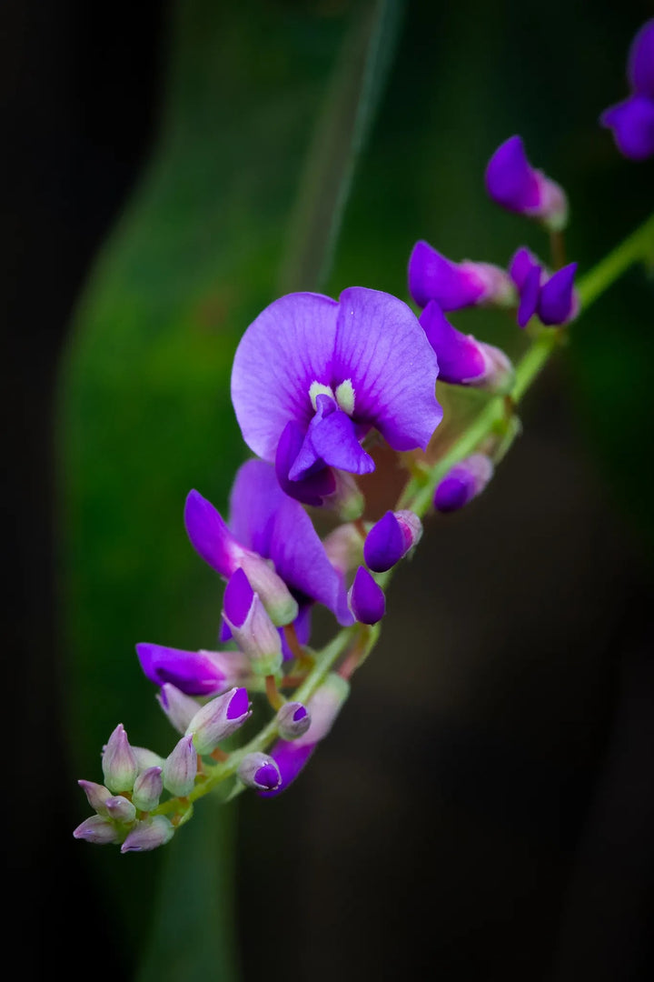 Hardenbergia Flower Seeds for Planting - Heirloom, Hardy, Non-GMO, High Germination Organic Garden Seeds