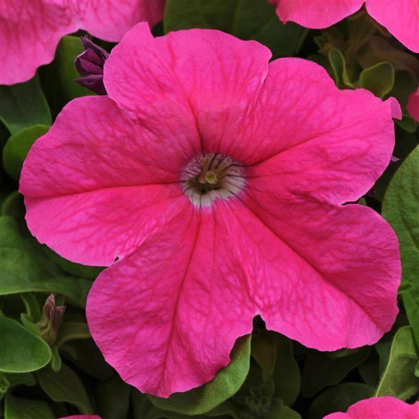Deep Pink Petunia Flower Seeds for Planting – Heirloom, Non-GMO, High Germination, Organic Garden Seeds