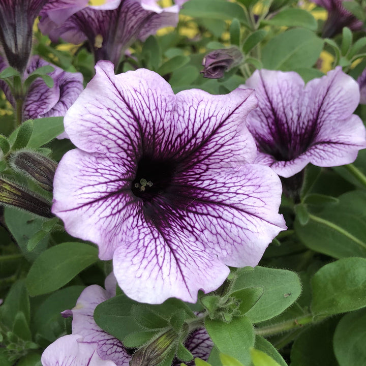 Lavender Black Petunia Flower Seeds for Planting – Vibrant Blooms, Heirloom Non-GMO High Germination Organic Garden Seeds