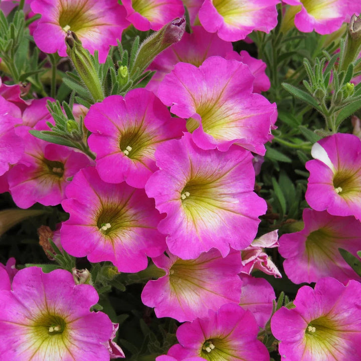 Yellow Pink Petunia Seeds for Planting – Heirloom, Non-GMO, High Germination Organic Garden Seeds