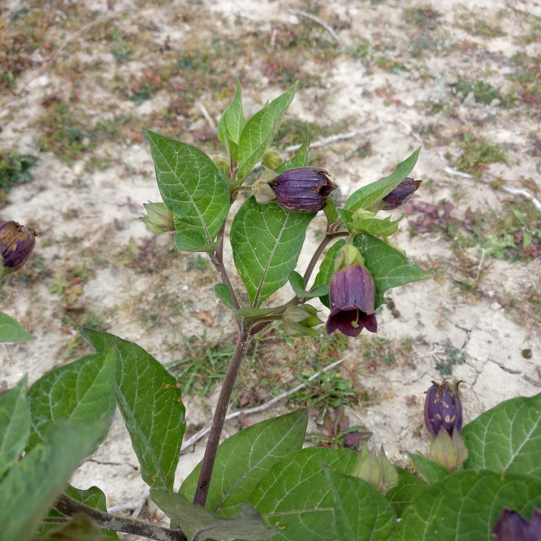 Black Belladonna Flower Seeds for Planting – Heirloom Non-GMO, High Germination Organic Garden Seeds