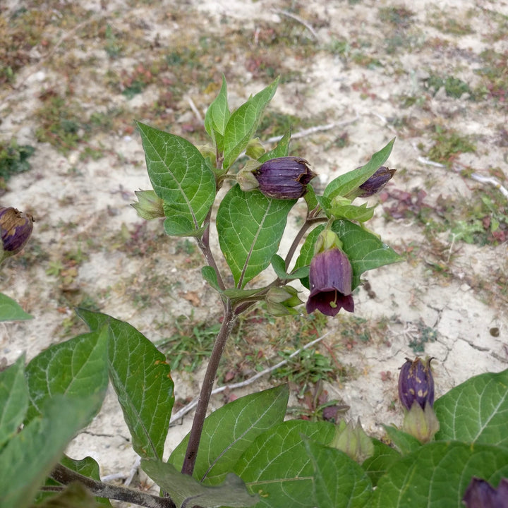 Black Belladonna Flower Seeds for Planting – Heirloom Non-GMO, High Germination Organic Garden Seeds