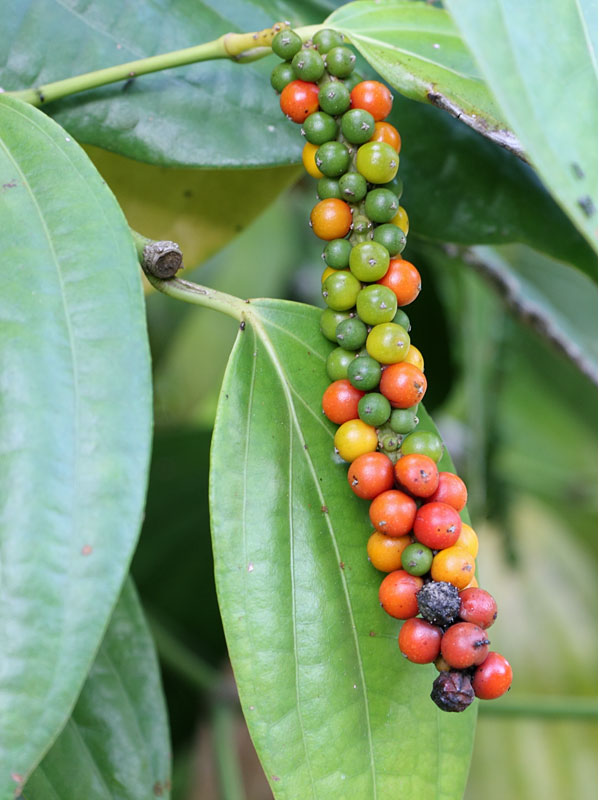 spices seeds for planting Piper Nigrum fruit seeds for planting