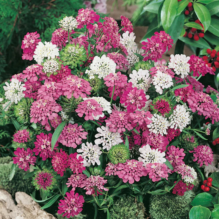 Flower Seeds, Seeds,Seeds For Planting,Plant Seeds