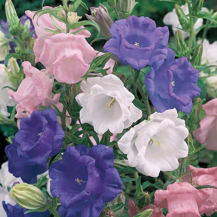 Mixed Canterbury Bells Flower seeds for Planting – Wildflower Mix, Heirloom, Non-GMO Seeds for Home Garden